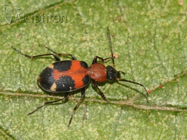 Callistus lunatus