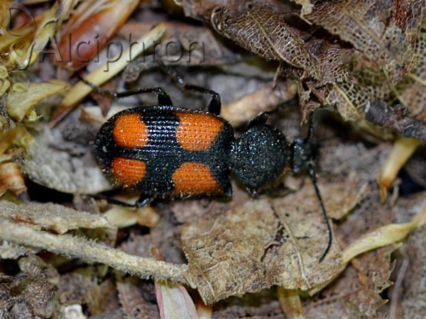 Panagaeus bipustulatus