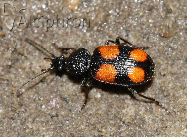 Panagaeus bipustulatus