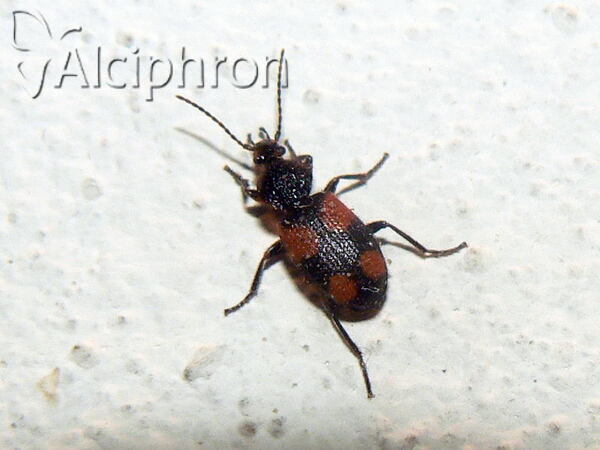 Panagaeus bipustulatus