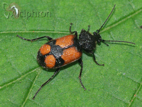 Panagaeus cruxmajor