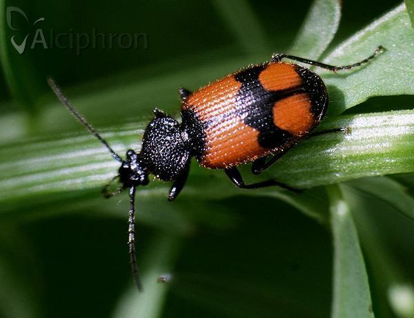 Panagaeus cruxmajor