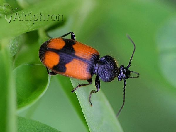 Panagaeus cruxmajor