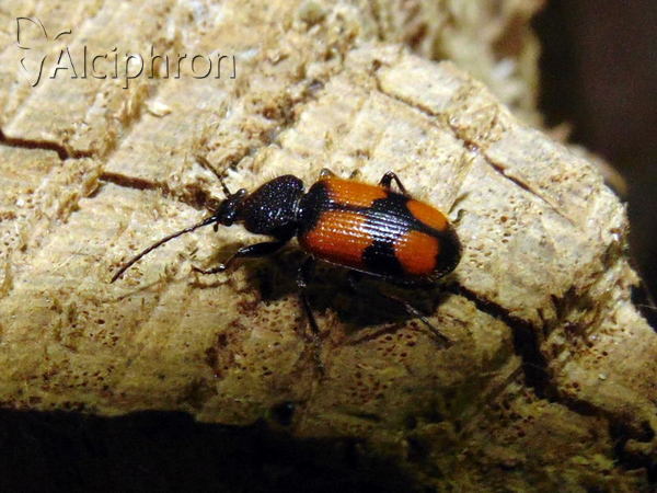 Panagaeus cruxmajor
