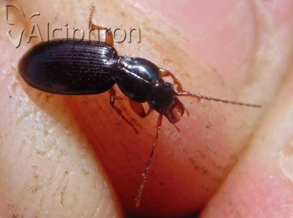 Stomis pumicatus