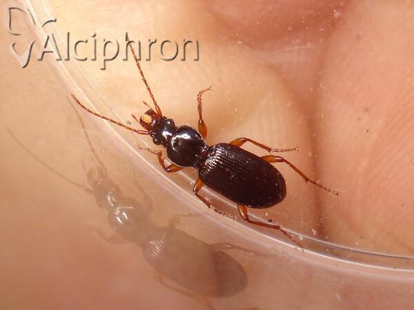 Stomis pumicatus
