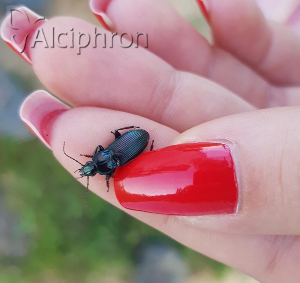 Poecilus cupreus