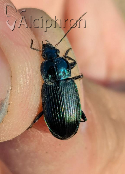 Poecilus cupreus