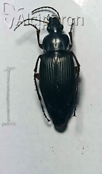 Poecilus sericeus