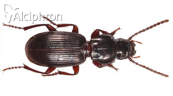 Tapinopterus cognatus