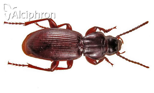 Tapinopterus cognatus