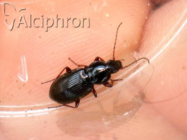 Pterostichus ovoideus