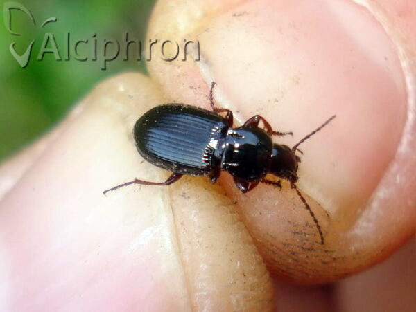 Pterostichus ovoideus
