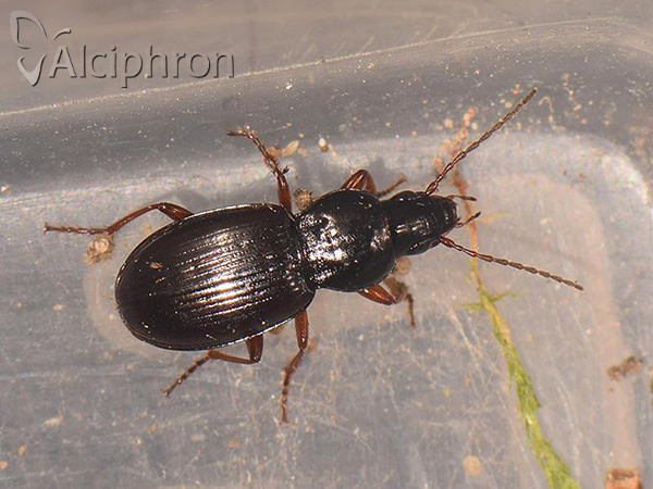 Pterostichus strenuus