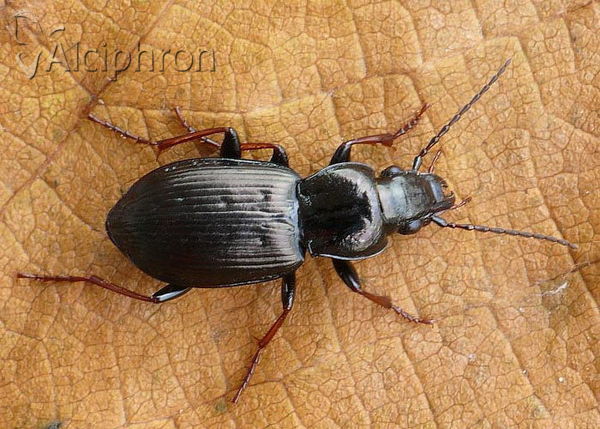 Pterostichus oblongopunctatus
