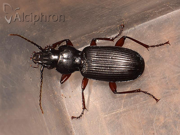 Pterostichus macer
