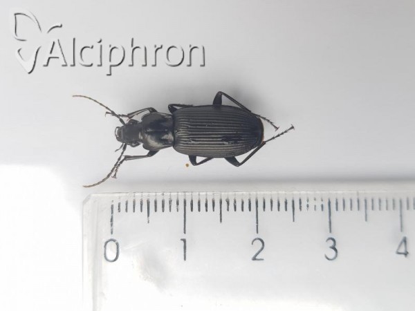 Pterostichus niger