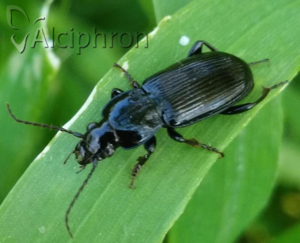 Pterostichus niger