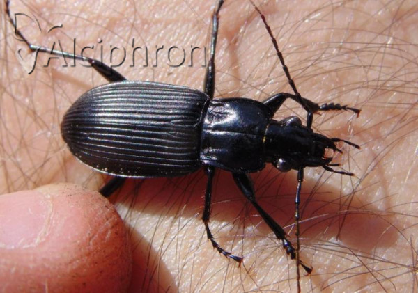 Pterostichus niger