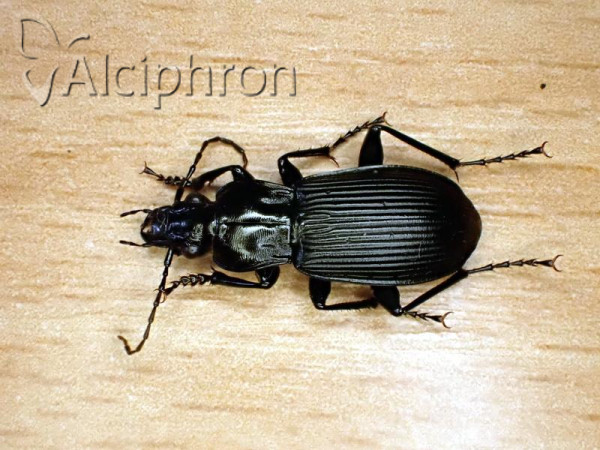 Pterostichus niger