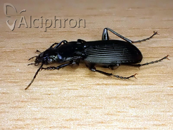 Pterostichus niger