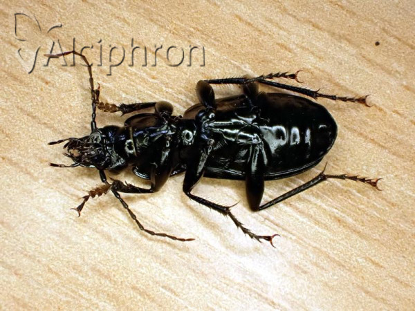 Pterostichus niger