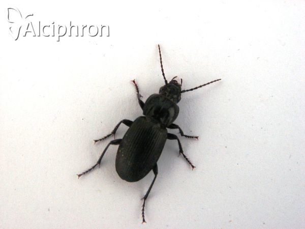 Pterostichus melanarius