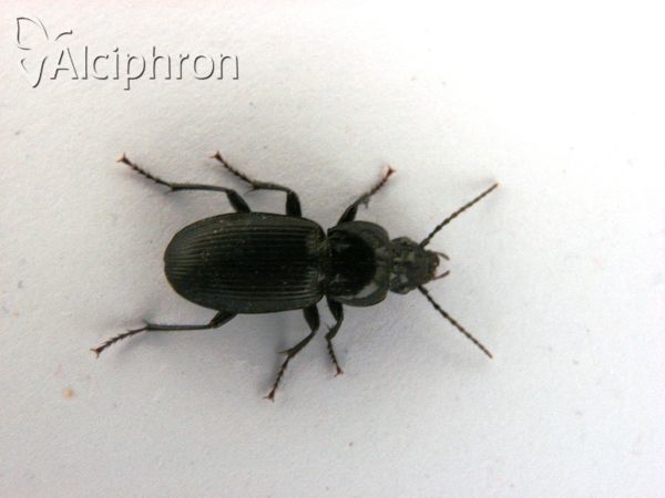Pterostichus melanarius
