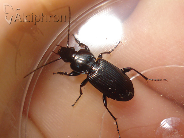 Pterostichus melanarius