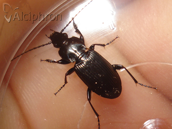 Pterostichus melanarius