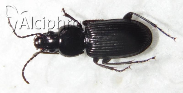Pterostichus nigrita