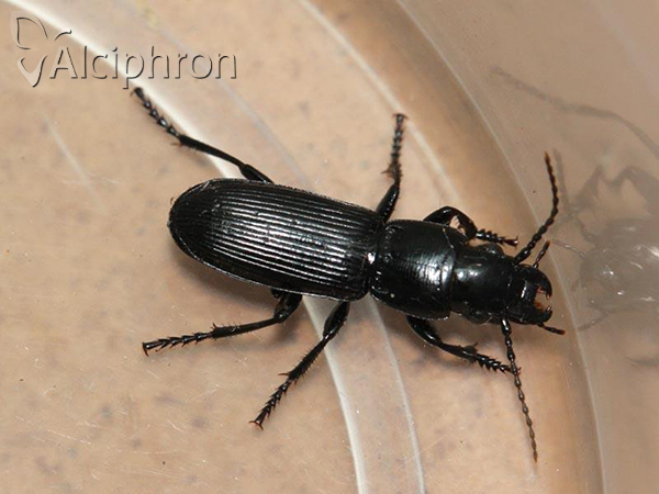 Pterostichus cylindricus