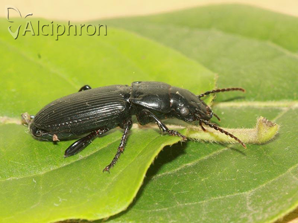 Pterostichus cylindricus