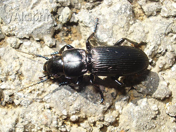 Pterostichus cylindricus