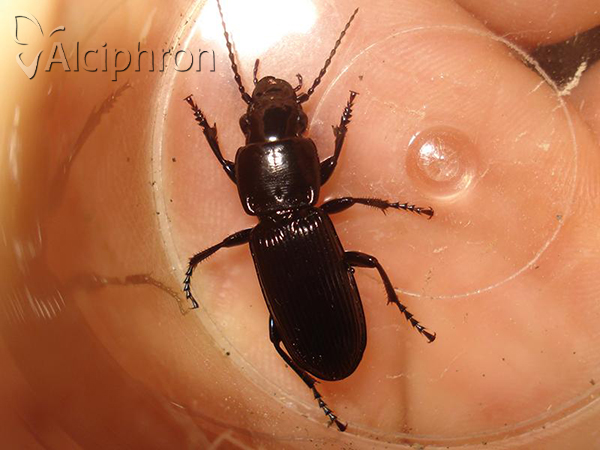 Pterostichus cylindricus