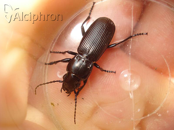 Pterostichus cylindricus