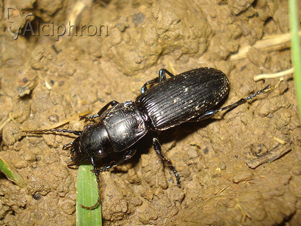Pterostichus cylindricus