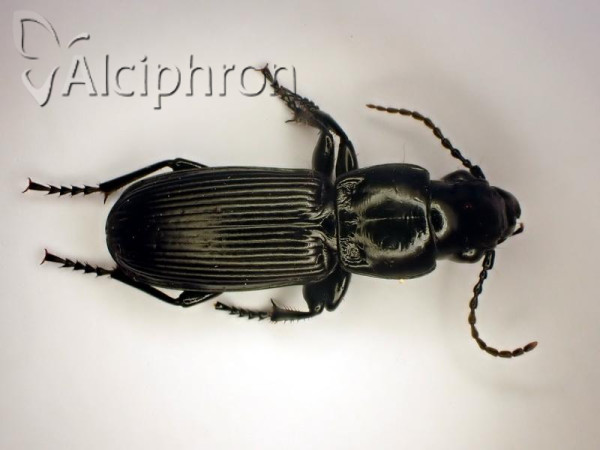 Pterostichus cylindricus