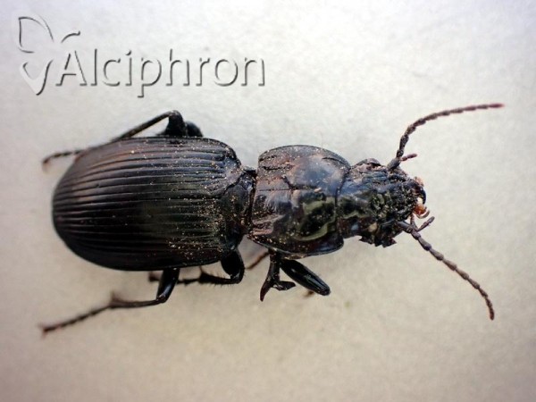 Pterostichus melas
