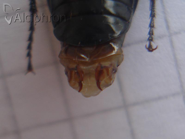 Pterostichus melas