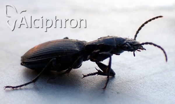 Pterostichus melas