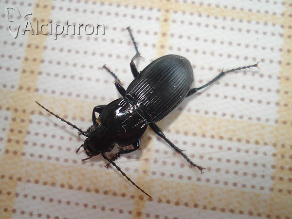 Pterostichus melas