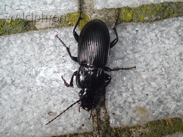 Pterostichus melas