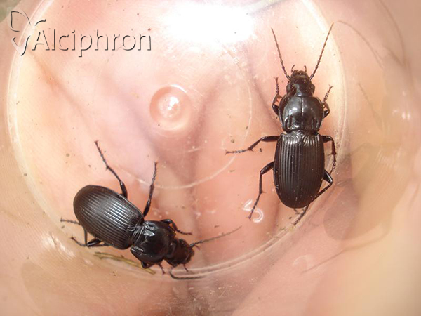 Pterostichus melas