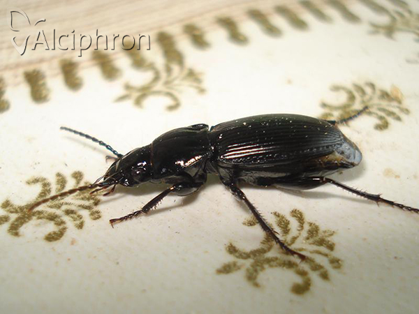 Pterostichus melas