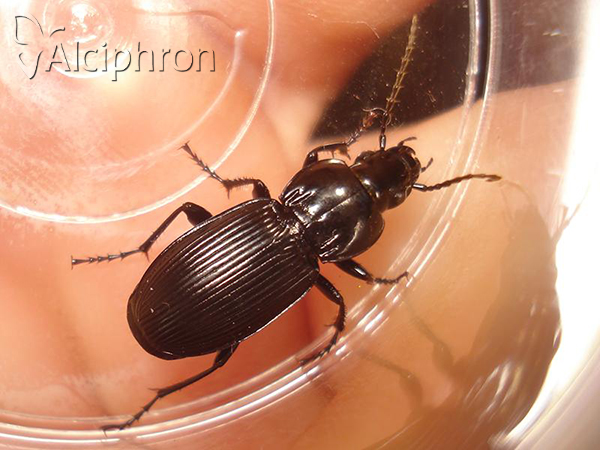 Pterostichus melas