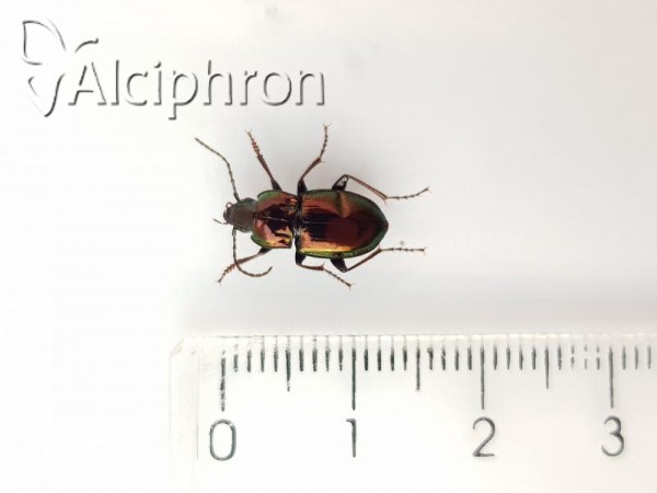 Pterostichus burmeisteri