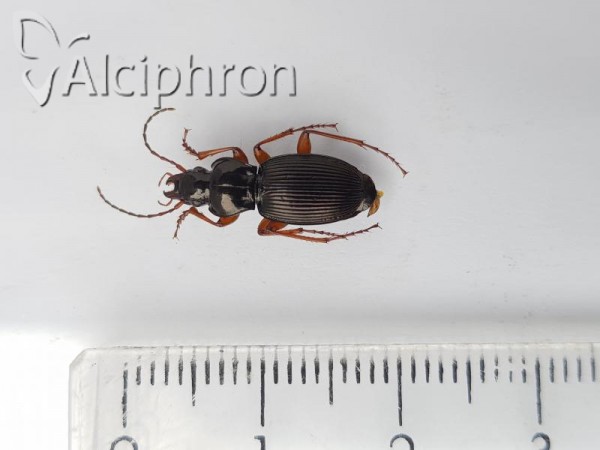 Pterostichus bruckii