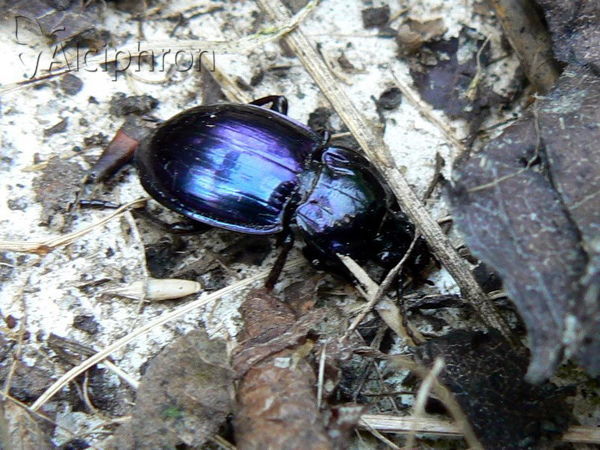 Myas chalybaeus