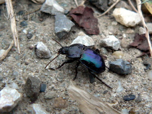 Myas chalybaeus